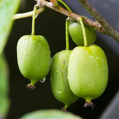 Produktbild von Kiwi Actinidia arguta Issai 2 Pflanzen 11cm Ø11cm Pflegeleicht Winterhart Beet
