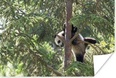 Produktbild von MuchoWow® Poster Panda - Baum - Blätter 180x120 cm - Fotoplakat