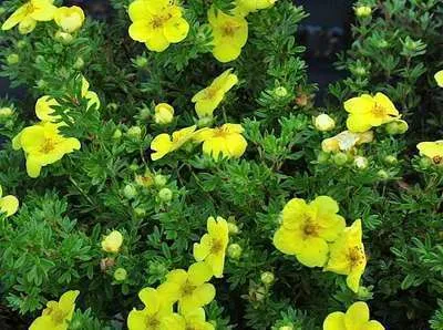 Produktbild von Potentilla frut. 'Kobold' - Fingerstrauch 20- 25 cm - Container