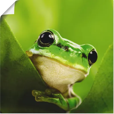 Produktbild von ARTland Poster Ausspähender Frosch Größe: 70x70 cm