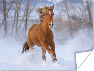 Produktbild von MuchoWow® Poster Pferd - Schnee - Braun 80x60 cm - Kunst für zu Hause