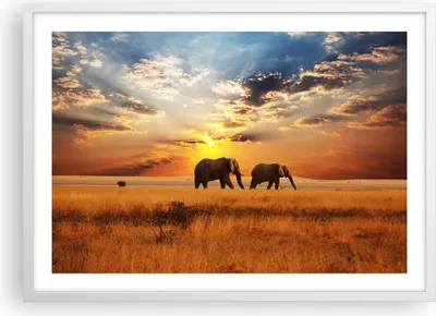 Produktbild von Gerahmtes Poster - Weißer Rahmen - Elefanten Safari Dschungel Busch - 70x50 cm - Wand Bild - Wanddeko - Wandbilder - Wandposter - Bilderrahmen - Bilder - Kunstdruck - Wandbild - P2WAA70x50-3150