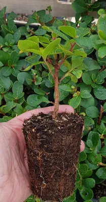 Image de Arbutus unedo PEACE & LOVE 'Levap' / Arbousier ou Arbre aux fraises