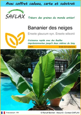Image de SAFLAX Ensemble-cadeau - Bananier des neiges - 10 graines - Ensete