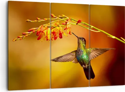 Produktbild von Bild auf Leinwand - Leinwandbild - Kolibri Vogel Sommer - 105x70cm - Wand Bild - Wanddeko - Leinwanddruck - Bilder - Kunstdruck - Wanddekoration - Leinwand bilder - Wandkunst - CE105x70-3490