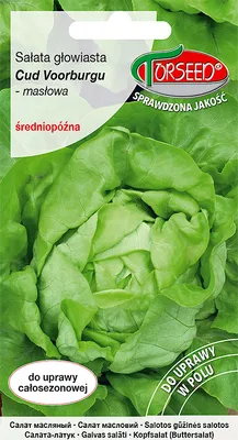 Produktbild von Saatgut Kopfsalat Miracle Voorburg 1g - Torseed