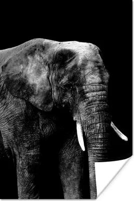 Produktbild von MuchoWow® Poster Elefant vor schwarzem Hintergrund - schwarz und weiß 80x120 cm - Papierdruck