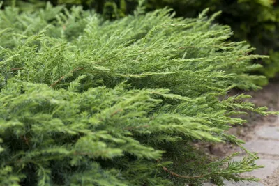 Produktbild von Juniperus conferta 'Slager', Japanischer Kriechwacholder, 20–30 cm