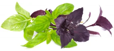 Produktbild von BASILIKUM, rotes "Dark Opal" - min. 30 Samen