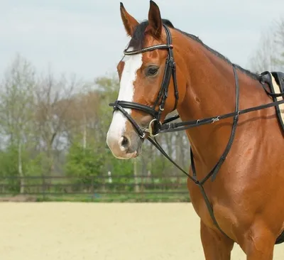 Produktbild von Busse Thiedemann-Kombination BASIC, Größe:Warmblut, Farbe:schwarz/NP