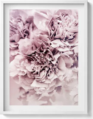 Produktbild von Blassrosa Pfingstrosenblüten– Wandbild mit Rahmen – Gerahmtes Bild  – Wanddekoration – 60x80 cm –  Weiß Rahmen