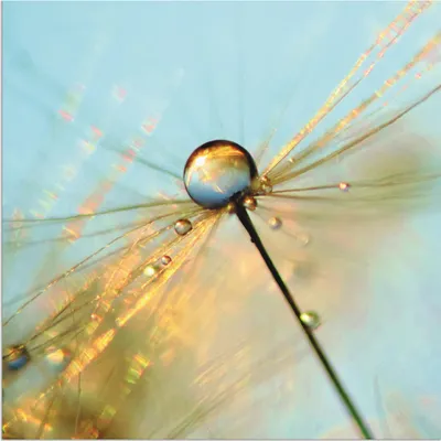 Produktbild von ARTland Wandbild Alu für Innen & Outdoor Pusteblume Tautropfen II Größe: 40x40 cm