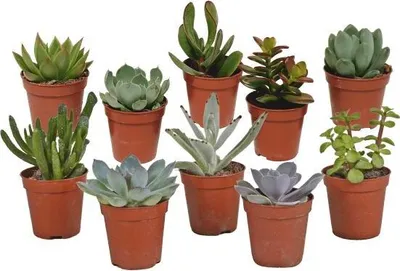 Produktbild von Sukkulenten Mix 10 Pflanzen Ø5,5cm Mini Zimmerpflanzen Pflegeleicht Robust
