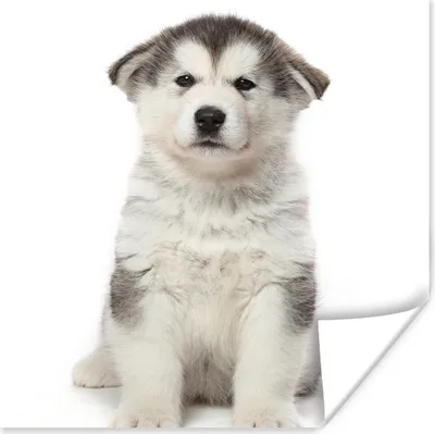 Produktbild von MuchoWow® Poster Husky-Welpe auf weißem Hintergrund 50x50 cm - Wohnzimmerdekoration