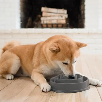 Produktbild von Langsamer Futternapf mittelgrau für Hunde