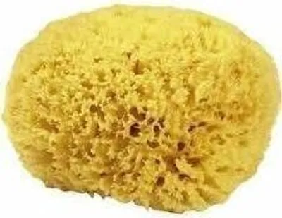 Produktbild von Naturschwamm P150 Premium, ca. 15 cm