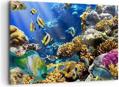 Produktbild von Bild auf Leinwand - Leinwandbild - Korallenriff Ozean Krabbe Fisch - 100x70cm - Wand Bild - Wanddeko - Leinwanddruck - Bilder - Kunstdruck - Leinwand bilder - Wandkunst - AA100x70-2662
