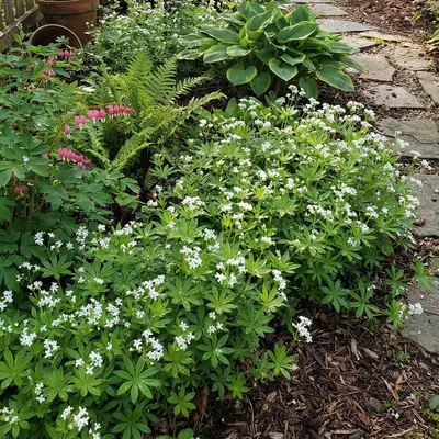 Produktbild von 6er Set Galium odoratum Pflanze, duftend, winterhart, bodendeckend, ungiftig, H 20 cm, Ø 9 cm