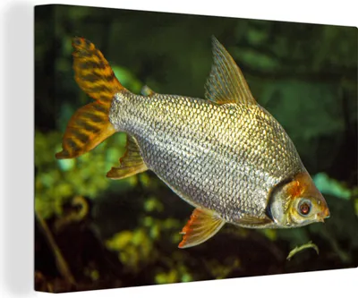 Produktbild von OneMillionCanvasses® - Leinwandbilder - 140x90 cm, Fisch - Wasser - Pflanze, Wandbilder Kunstdruck Wanddekoration