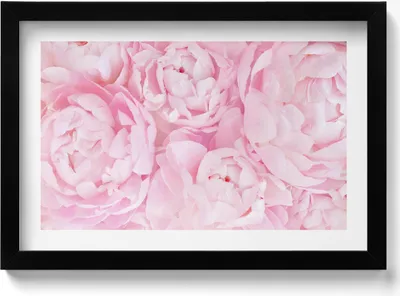 Produktbild von Zarte Pfingstrosen– Wandbild mit Rahmen – Gerahmtes Bild  – Wanddekoration – 30x20 cm –  Schwarz Rahmen