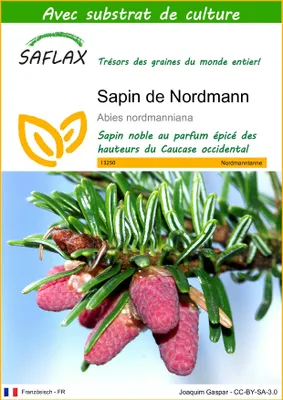 Image de SAFLAX  - Sapin de Nordmann - 20 graines - Avec substrat - Abies