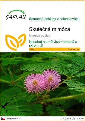 Obrázek produktu pro SAFLAX - Skutečná mimóza - Mimosa pudica - 70 Semena