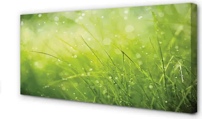 Produktbild von Leinwandbild 120x60 Wandkunst Gras Tautropfen