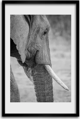 Produktbild von Bild - Bilderrahmen - 40 cm x 60 cm - MDF - Rahmen - Wandkunst - Elefant