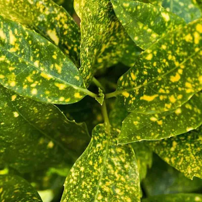Immagine prodotto di 2 x  Aukuba giapponese  - Aucuba japonica 'Crotonifolia'  | 30-40 cm in contenitore