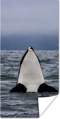 Produktbild von MuchoWow® Poster Orca über Wasser 75x150 cm - Dekoration für die Wände
