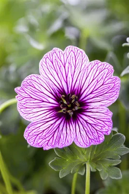 Produktbild von Geranium cinereum 'Ballerina', Storchschnabel, zartrosa, ca. 9x9 cm Topf
