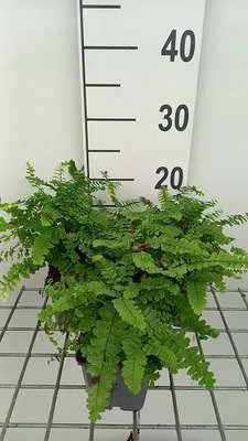 Obrázek produktu pro 6 x Dryopteris championii - Šampionská kapradina - květináč 9 x 9 cm