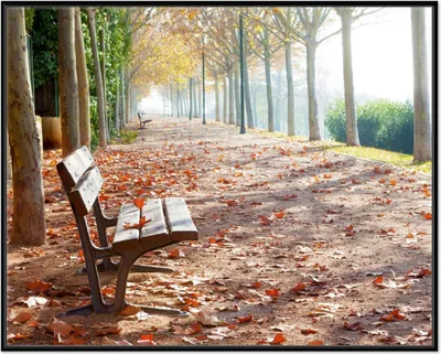 Produktbild von Wallario Wandbild Einsame Parkbank an einer Allee - Herbststimmung, Größe: 40,30 x 50,30 cm, Poster mit schwarzem Aluminiumrahmen