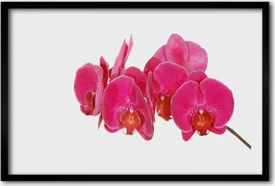 Produktbild von Bild 60x40 MDF-Rahmen Wandkunst Blumen Pflanzen