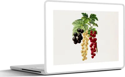 Produktbild von MuchoWow® Laptop Aufkleber Sticker Cover Beeren - Jahrgang - Obst 31x22.5 cm - Laptop-Deko