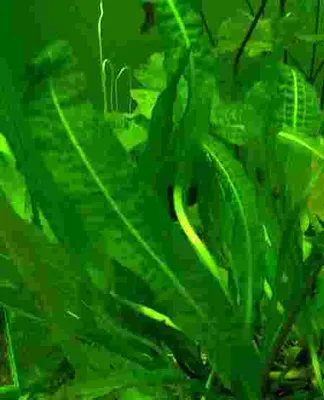 Produktbild von 1 Aponogeton longiplumulosus, gewellte Wasserähre