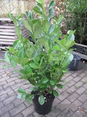 Produktbild von Prunus laurocerasus Rotundifolia - Lorbeerkirsche 80-100
