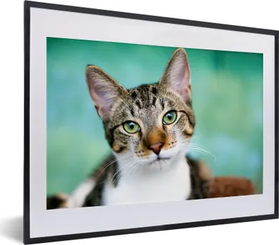 Produktbild von MuchoWow® MuchoWow® Gerahmtes Poster Katze - Porträt - Augen 40x30 cm - Poster mit zchwarzem Bilderrahmen - Bilderrahmen - Poster im Rahmen