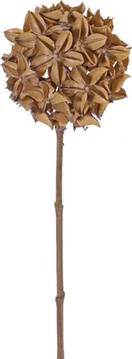 Produktbild von INNA-Glas Trockenblume Sternaniszweig CATBERT, Hellbraun, 70cm, Ø10cm - Deko Blumen