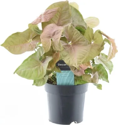 Produktbild von Syngonium Red Heart Feel Green – Ø14cm ↕30cm – Tropische Zimmerpflanze mit herzförmigen rosa Blättern – Syngonium – Deko