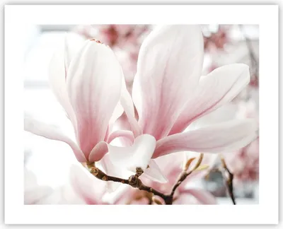 Produktbild von Poster - Poster ohne Rahmen - Zweig Magnolie Blume - 50x40 cm - Wand Bild - Wanddeko - Wandbilder - Kunstposter - Wandposter - Bilder - Kunstdruck - Wanddekoration - Wandbild - P2XAA50x40-4538