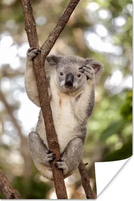 Produktbild von MuchoWow® Poster Koala - Äste - Tier - Kinder - Jungen - Mädchen 120x180 cm - Kunstposter