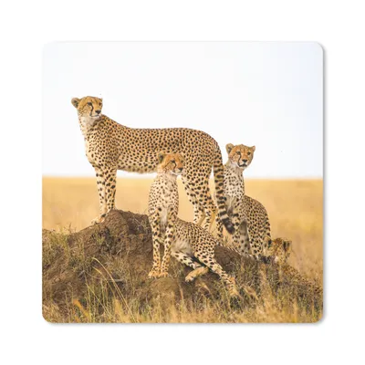 Produktbild von MuchoWow® Mauspad Mousepad Gepard - Gras - Natur - Savanne 20x20 cm - Mousepads - Maus Mat - Pad - Mausunterlage - Desk Mat - Bureauartikeln