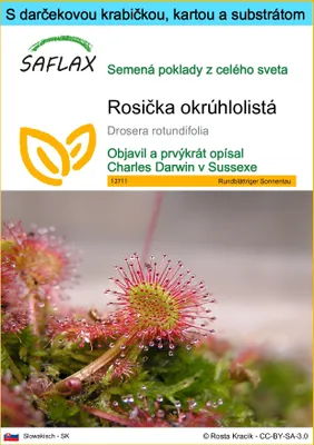 Obrázok produktu pre SAFLAX Darčeková sada - Rosička okrúhlolistá - Drosera rotundifolia - 50 Semená - S darčekovou krabičkou, prepravným štítkom, darčekovou kartou a pestovateľským médiom
