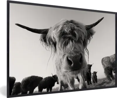 Produktbild von MuchoWow® MuchoWow® Gerahmtes Poster Schottisches Hochlandrind - Schwarz - Weiß - Tiere 90x60 cm - Poster mit zchwarzem Bilderrahmen - Fotorahmen - Foto-Plakat