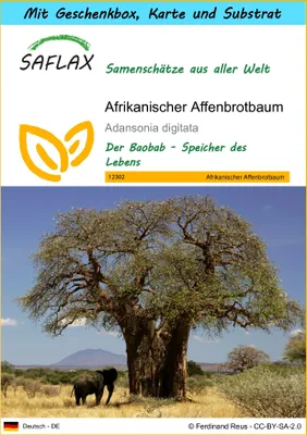 Produktbild von SAFLAX Geschenk Set - Afrikanischer Affenbrotbaum - Adansonia digitata - 6 Samen - Mit Geschenkbox, Versandaufkleber, Geschenkkarte und Anzuchtsubstrat