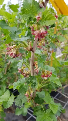 Image de Ribes x culverwellii / Casseillier
