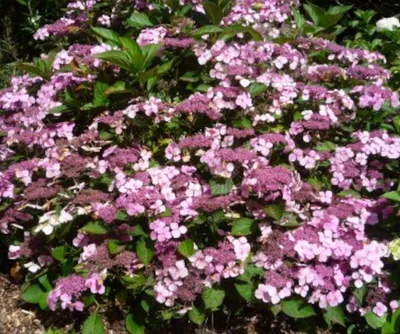 Produktbild von Hydrangea macrophylla Mariesii Perfecta 20-30 cm / Topf 10,5  - Hortensien mit prächtigen Blüten