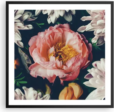 Produktbild von Gerahmtes Poster - Schwarzer Rahmen - Blumen Pfingstrose Holzig - 60x60 cm - Wand Bild - Wanddeko - Wandbilder - Kunstposter - Wandposter - Bilderrahmen - Bilder - Kunstdruck - P2BAC60x60-4661