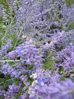 Produktbild von Blauraute Lacey Blue - Perovskia atriplicifolia - Russischer Salbei - 30-40